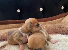Chihuahua puppies