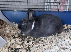 Netherland dwarf cross