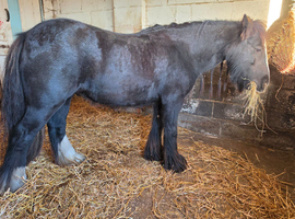 Betty the Turbo Cob