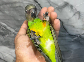 Hand-Rearing Baby Super Tame Cuddly Senegal Parrot