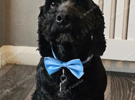 4 year old Cockapoo, Archie.