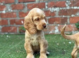 Show type cocker spaniel puppies