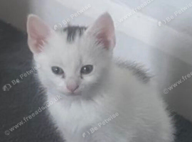 9week old kitten for sale