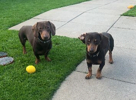 Dachshund boys looking for forever home