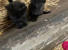 Beautiful loving Farm Kittens