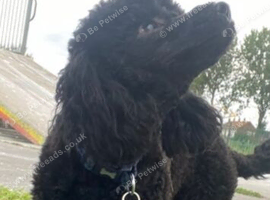 Black pure breed toy poodle