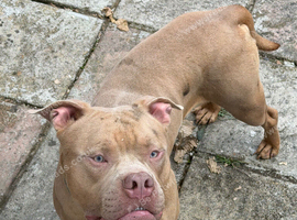 1 year old 3/4 boerboel 1/4 cane corso