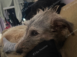 9 months old Irish wolfhound