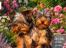 Yorkshire terriers