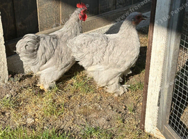 Lavender pekin