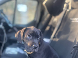 Cane corso x Labrador