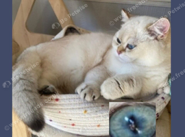 GCCF British Shorthair Male - Chocolate Golden Point