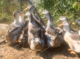 Silver Appleyard Ducks
