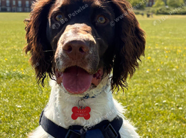 10 month old Male Sprocker