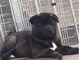 american akita pups