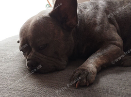 Frenchie cross pug