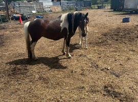 Mare and filly foal for sale