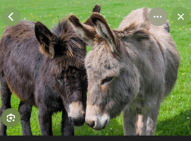 Wanted 2 donkeys