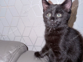 Black kitten
