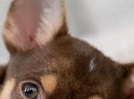 WANTED Male Chihuahua