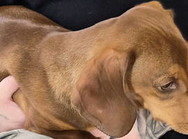 Dachshund puppy