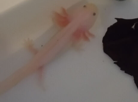 Axolotl babies