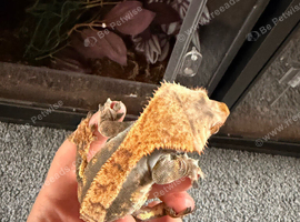 Crested gecko collection