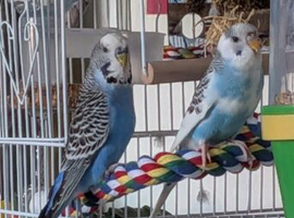 Beautiful young budgies pair bonded males