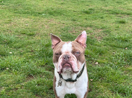 Boston male for stud duties