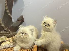 Ready Now. NOW ONLY 2 REMAINING blue colourpoint Persian kittens (M)
