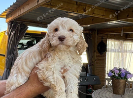 F1 Cockerpoo puppies ready to leave