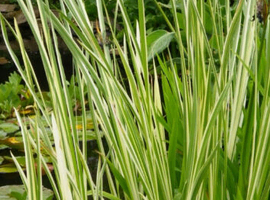 Pond plants