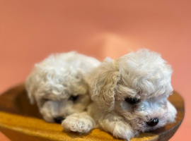 KC Bichon Frise Puppies Champion Bloodlines