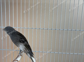 Scottish fancy Canary's
