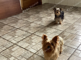 Happy lively Maltipoo puppies