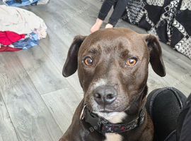 Staffy x patterdale