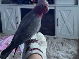 15 week old galah cockatoo boy