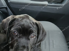 Cane corso puppyŵq