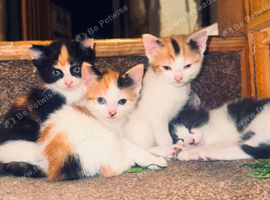 2 beautiful kittens