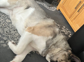 Akita