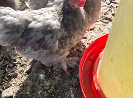 Pair of pekins