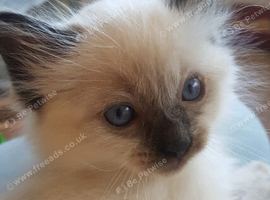 Ragdoll kittens need there five star home