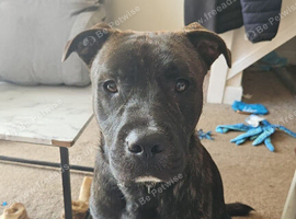 Steve a male staffy