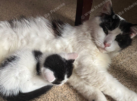 Kittens
