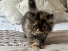 Persian kittens 1 short hair
