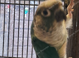 Pair of Conures