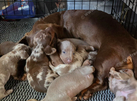 Gorgeous Dachshund Puppies Looking for Their Forever Homes
