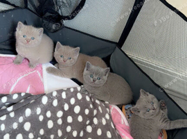 3 Female British Shorthairs available for sale