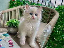 One ragdoll girl left