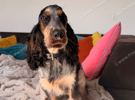 KC reg show cocker spaniel girl